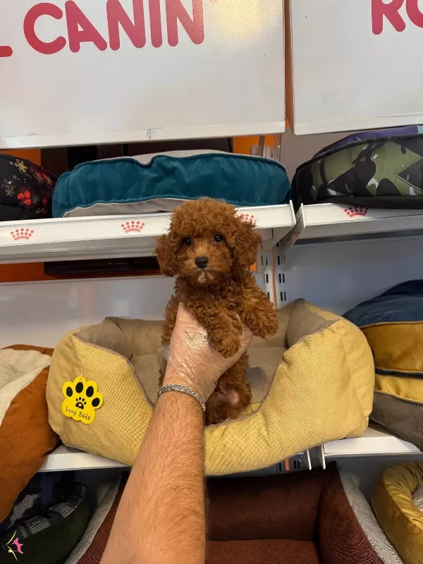 Gerçek Red Browne Toy Poodle Yavruları