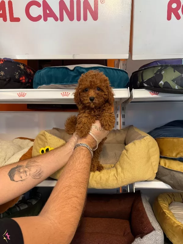 Gerçek Red Browne Toy Poodle Yavruları