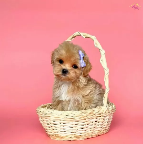 Mini Maltipoo Yavrular Yuva Bekliyor
