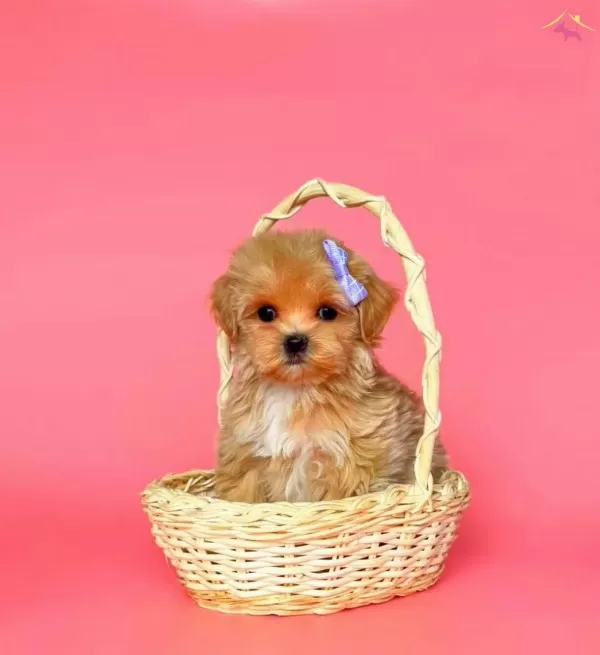 Mini Maltipoo Yavrular Yuva Bekliyor