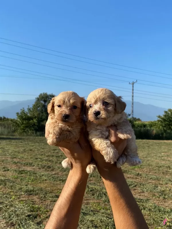 Sirin Maltipoo Bebekler