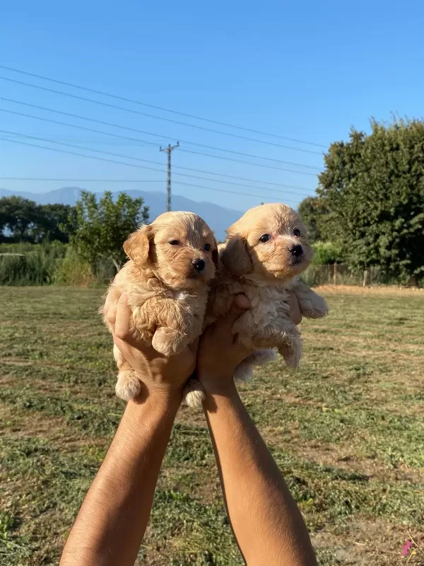 Sirin Maltipoo Bebekler