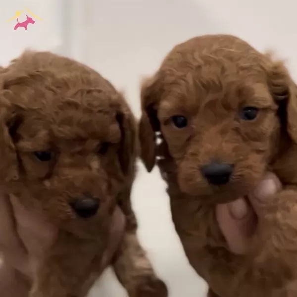 Red Poodle Bebeklerimiz