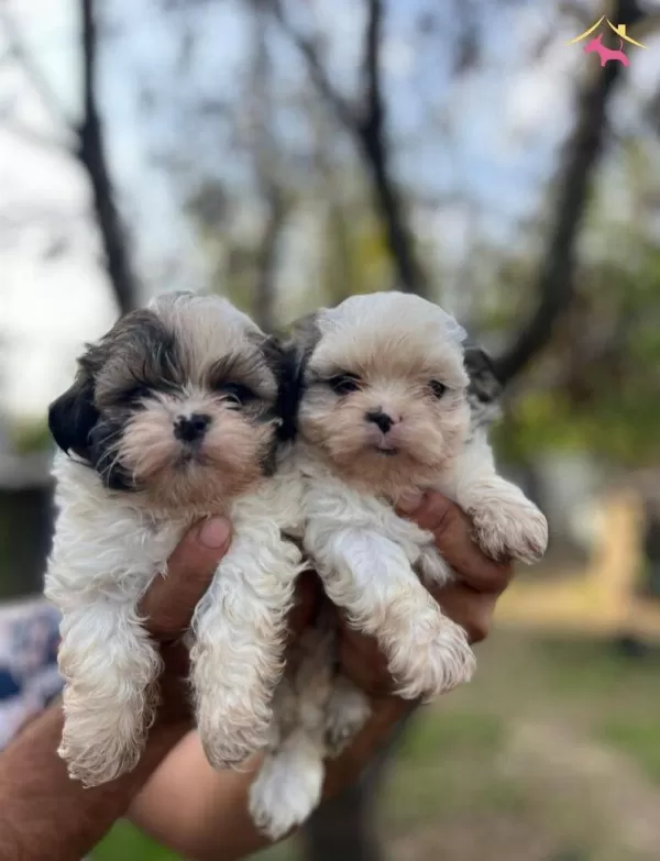 Mini Boy Shih Tzu Yavrularımız