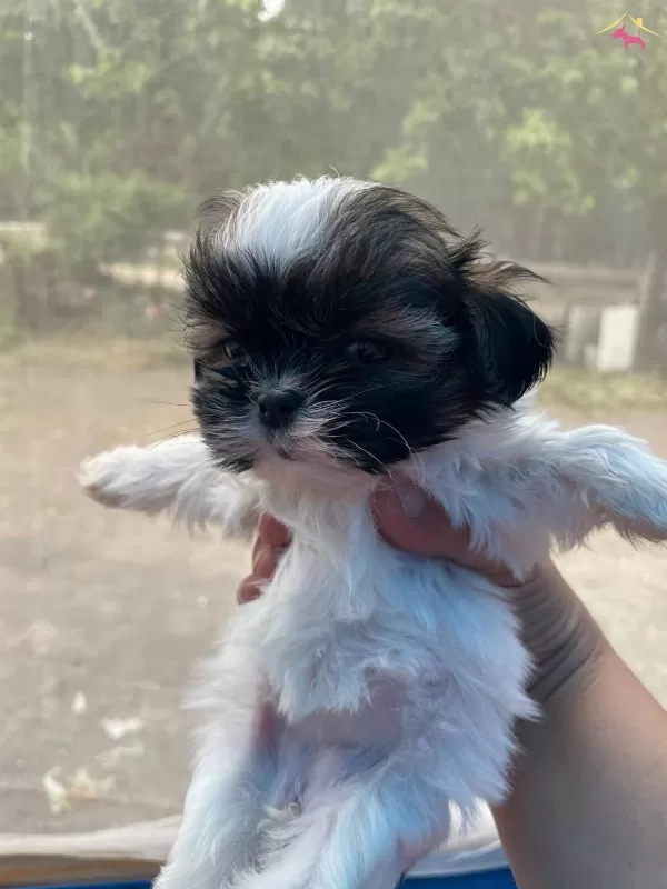 Mini Boy Shih Tzu Yavrularımız
