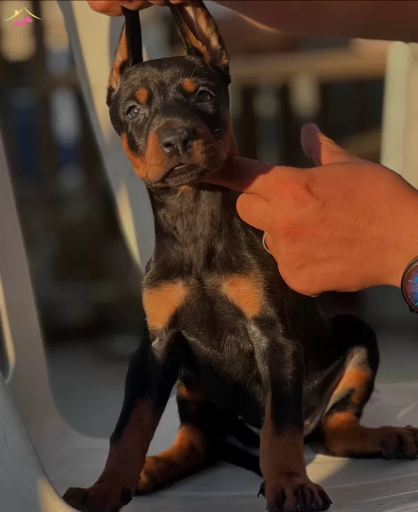 Mukemmel Yapılı Doberman Yavrular