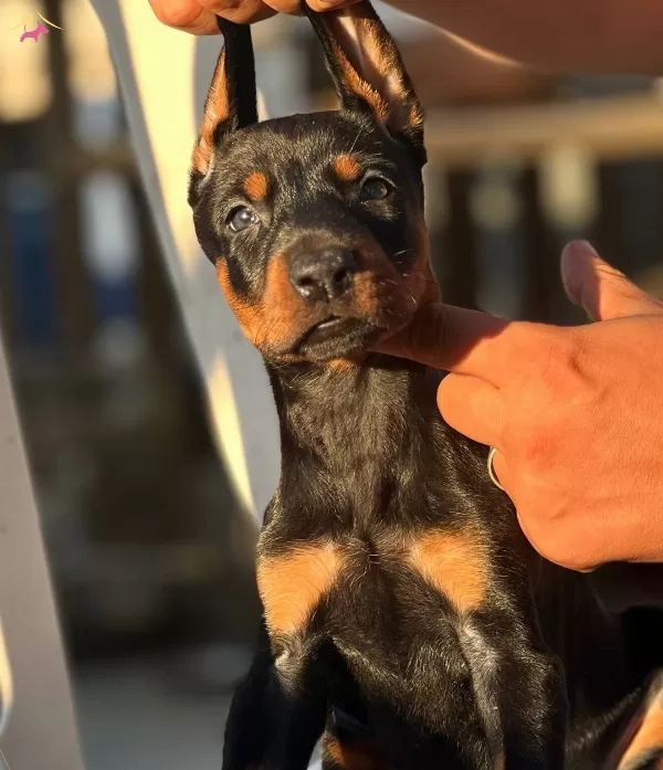 Mukemmel Yapılı Doberman Yavrular
