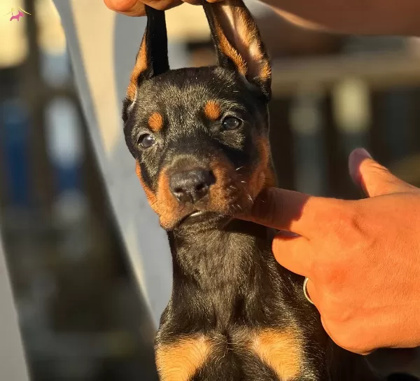 Mukemmel Yapılı Doberman Yavrular