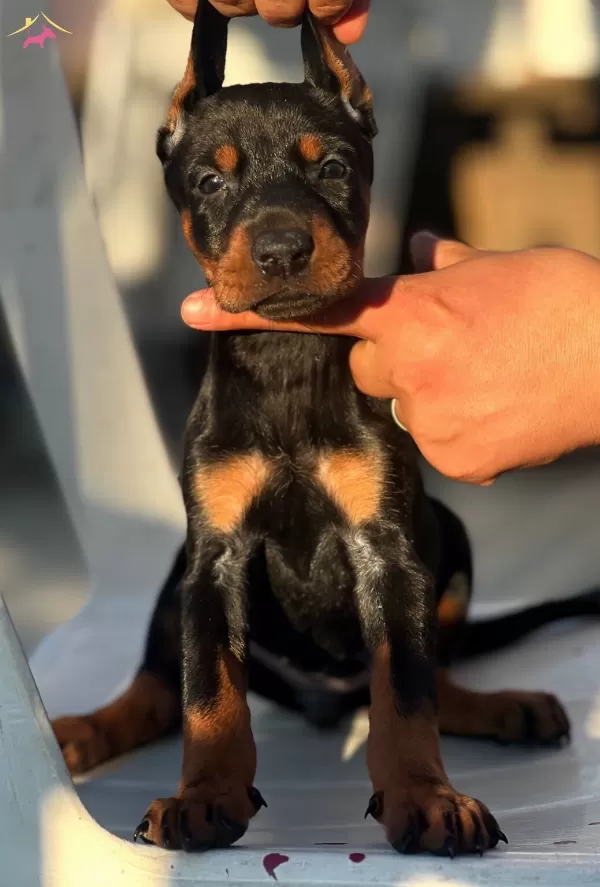 Mukemmel Yapılı Doberman Yavrular