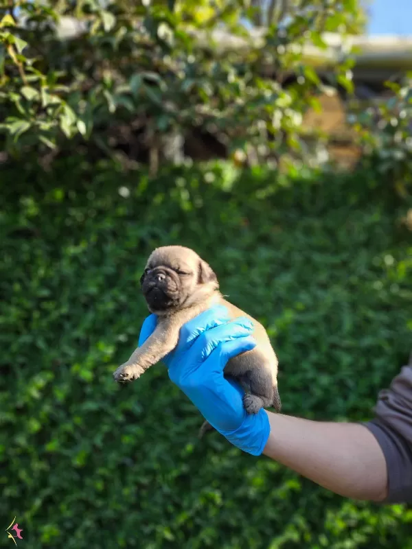 A Kalitede Pug Mobs Yavrularımiz Gul Kuyruk