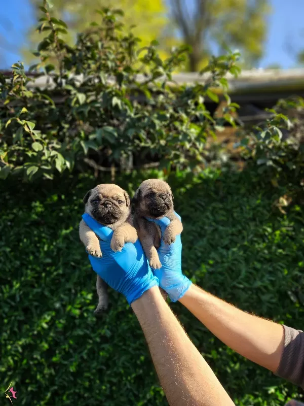 A Kalitede Pug Mobs Yavrularımiz Gul Kuyruk
