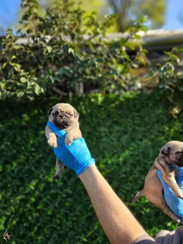 A Kalitede Pug Mobs Yavrularımiz Gul Kuyruk