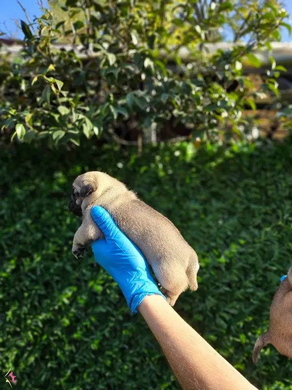 A Kalitede Pug Mobs Yavrularımiz Gul Kuyruk