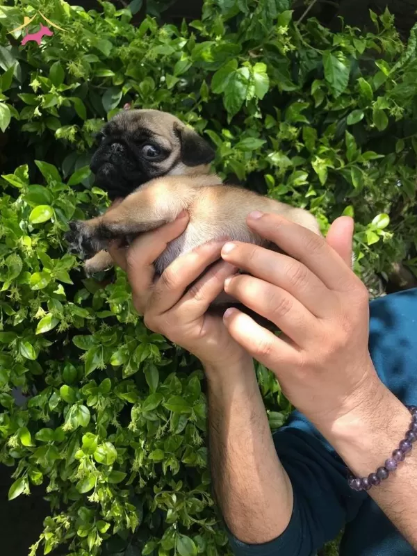 Safkan Pug Yavrularımız