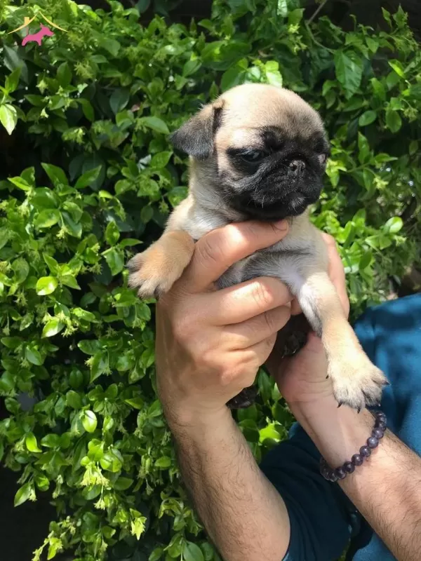 Safkan Pug Yavrularımız