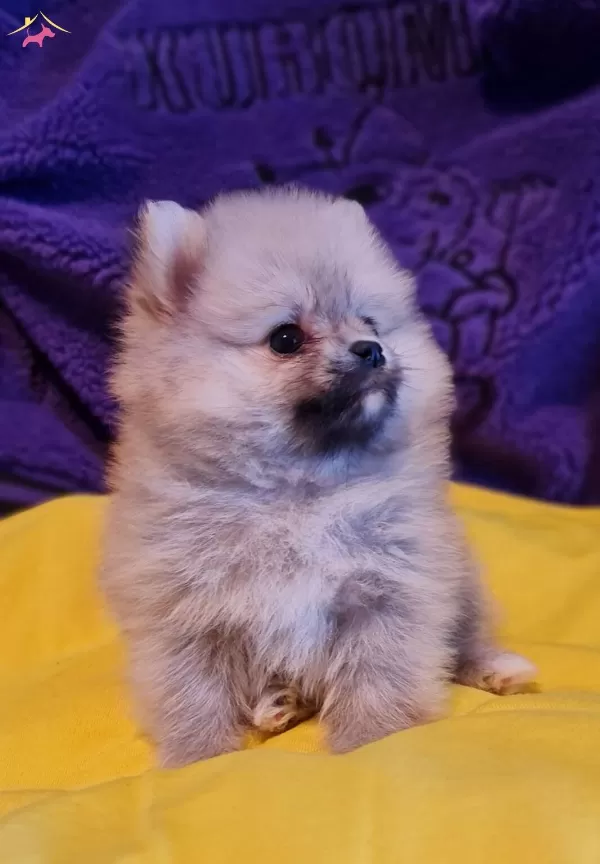 Disi Teacup Secereli Tedybear Pomeranian