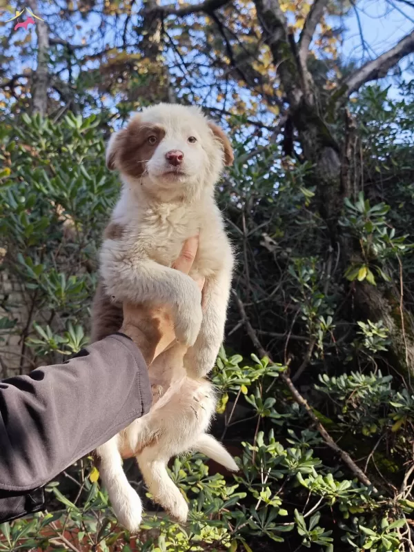 Chocolate White Ozel Renk Border Collie Yavruları