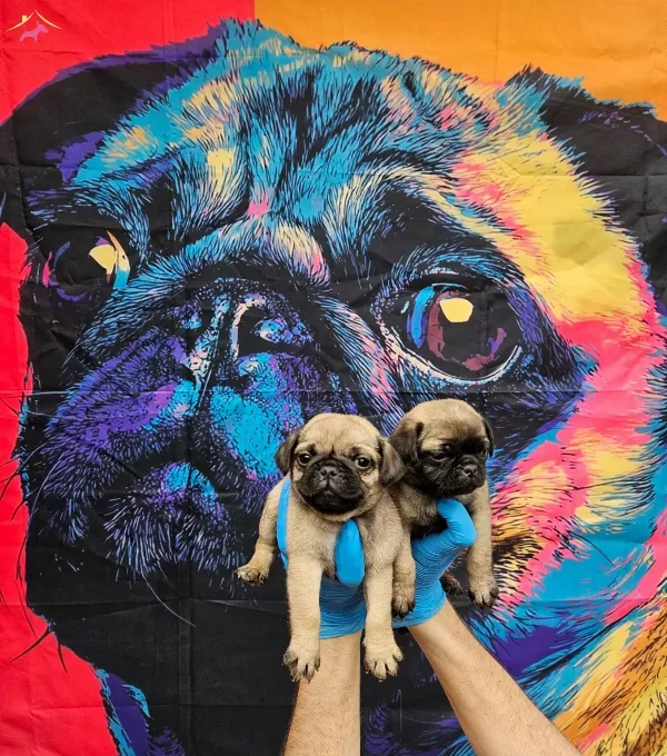 Disi Erkek Pug Mobs Yavrularımiz