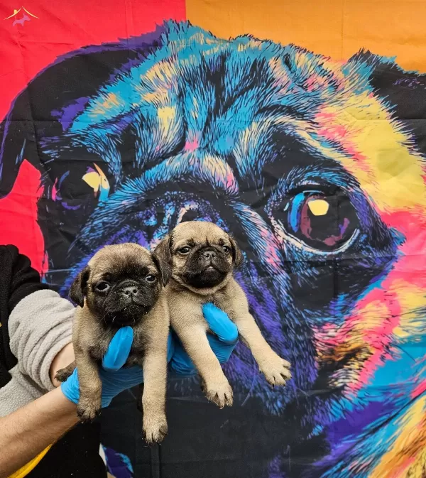 Disi Erkek Pug Mobs Yavrularımiz
