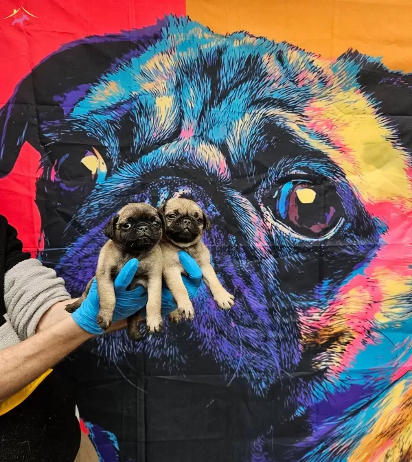 Disi Erkek Pug Mobs Yavrularımiz
