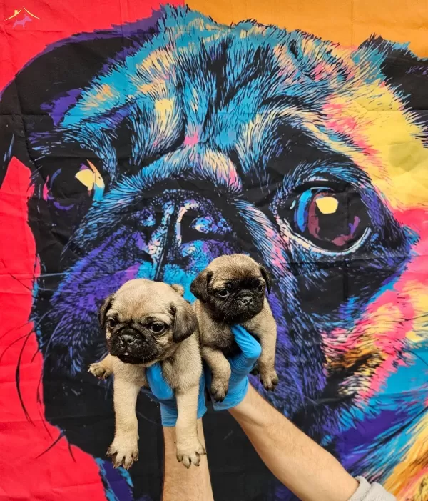 Disi Erkek Pug Mobs Yavrularımiz