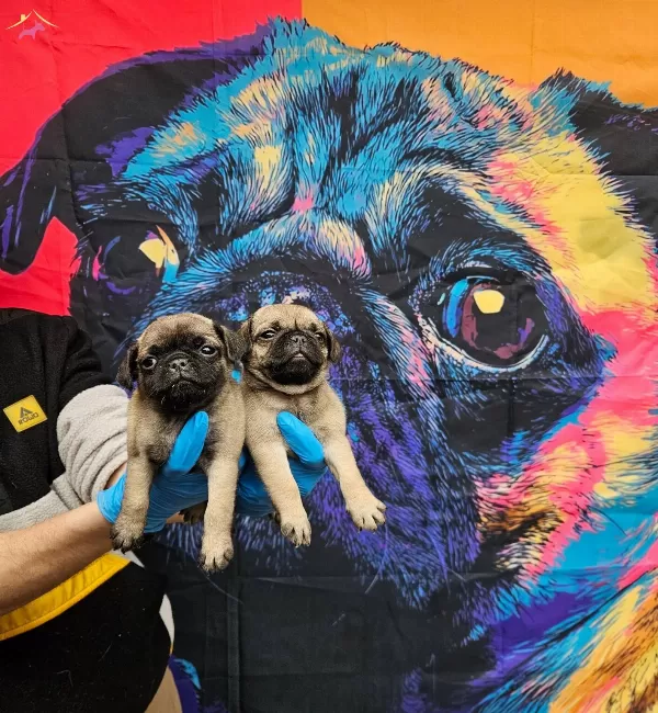 Disi Erkek Pug Mobs Yavrularımiz