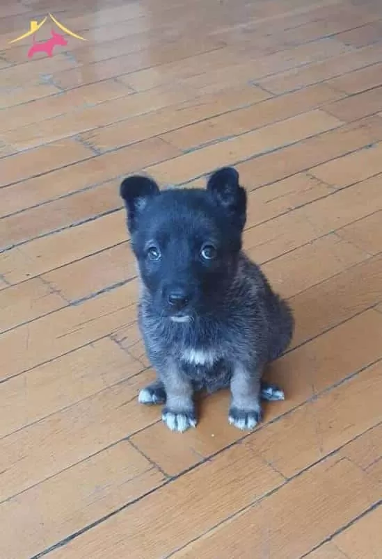 Alman Kurdu Yavru Köpeğim Yeni Yuvasını Bekliyor