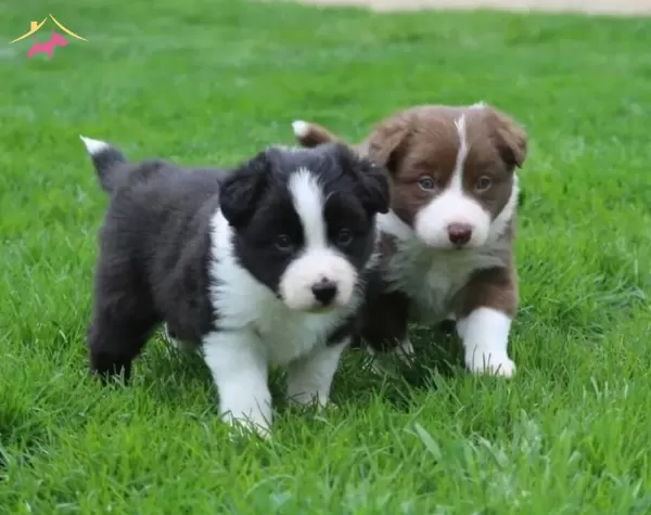 Mukemmel Karakter Border Collie Yavrular