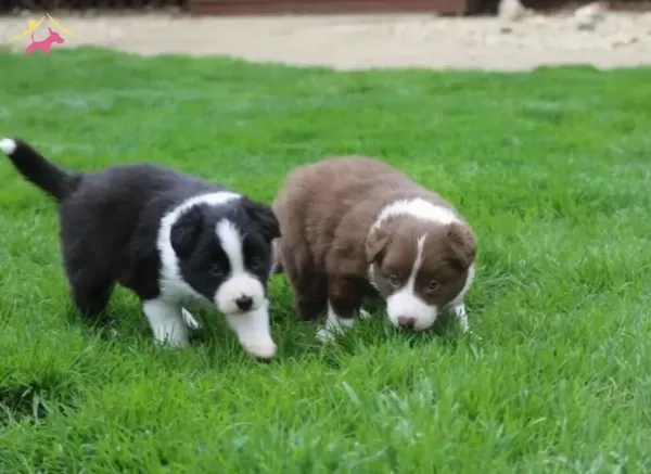 Mukemmel Karakter Border Collie Yavrular