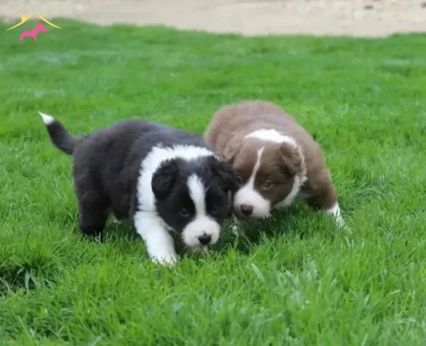 Mukemmel Karakter Border Collie Yavrular