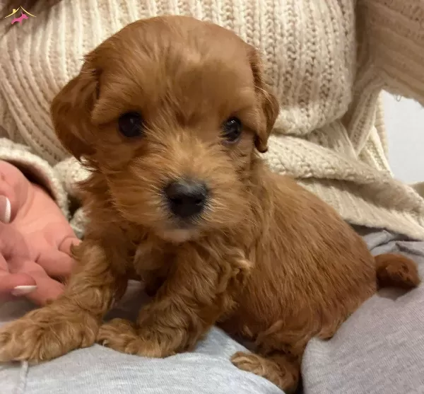 Mini Boy A Kalite Maltipoo Bebekler