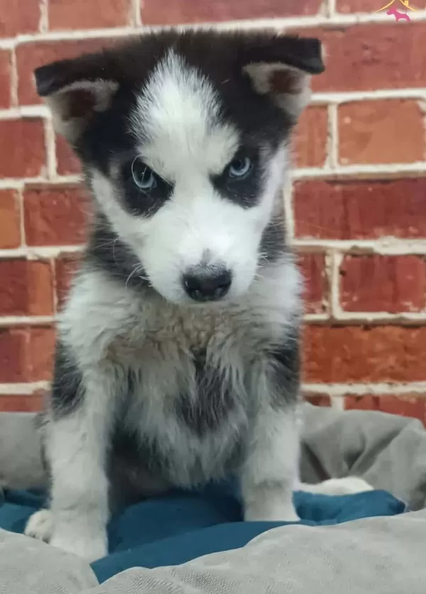 Güzel Gözlü Husky Yavrularımız