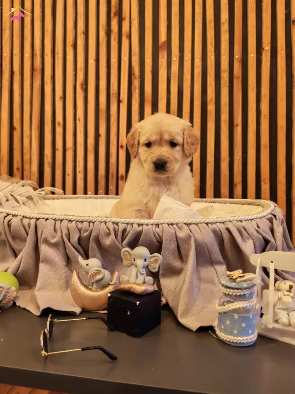 Baby Face Safkan Golden Retriever Yavruları