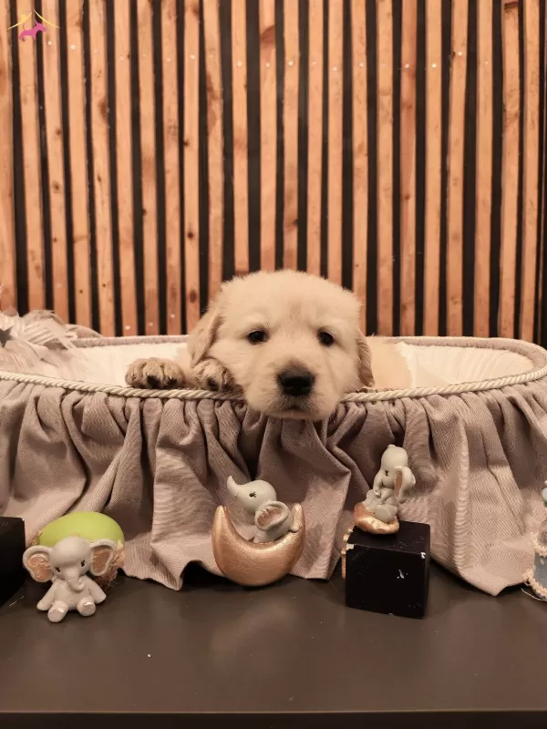 Baby Face Safkan Golden Retriever Yavruları