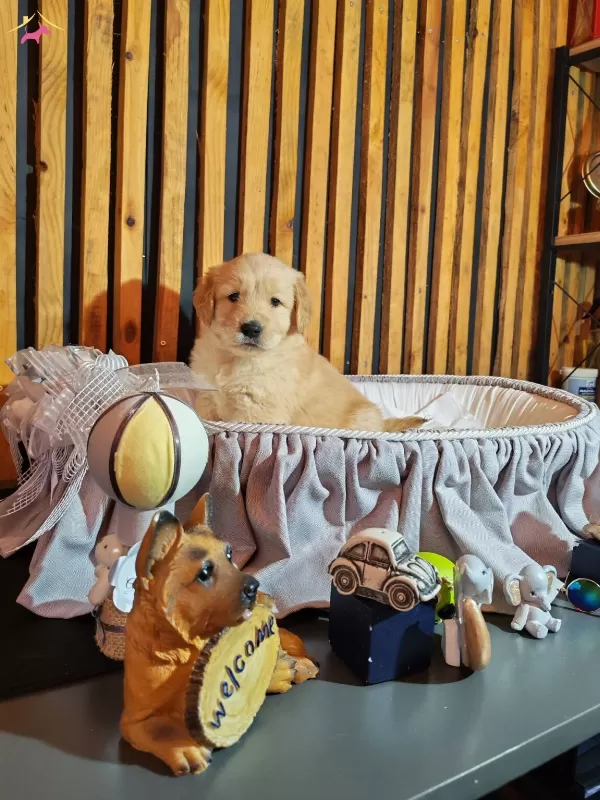 Baby Face Safkan Golden Retriever Yavruları
