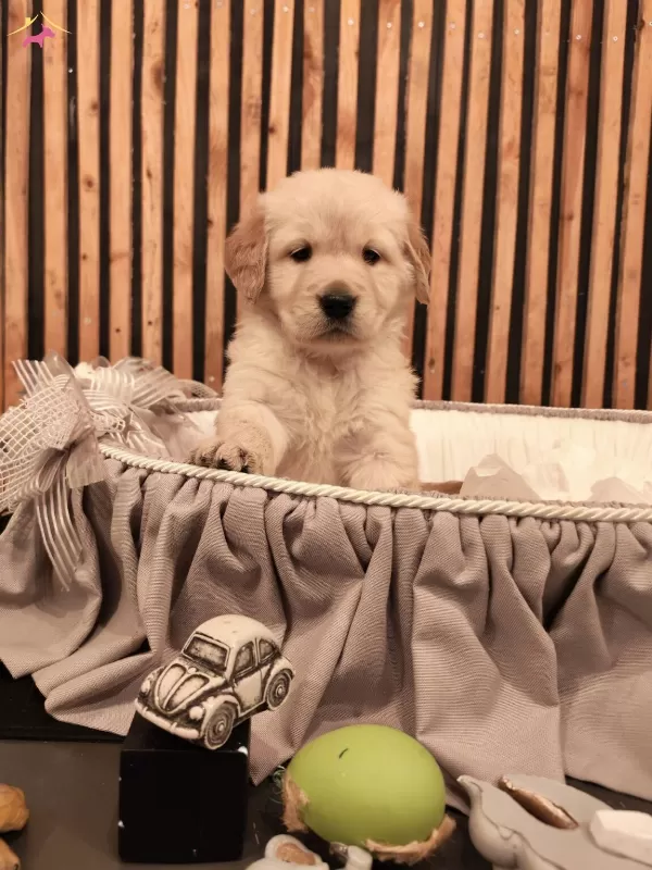 Baby Face Safkan Golden Retriever Yavruları