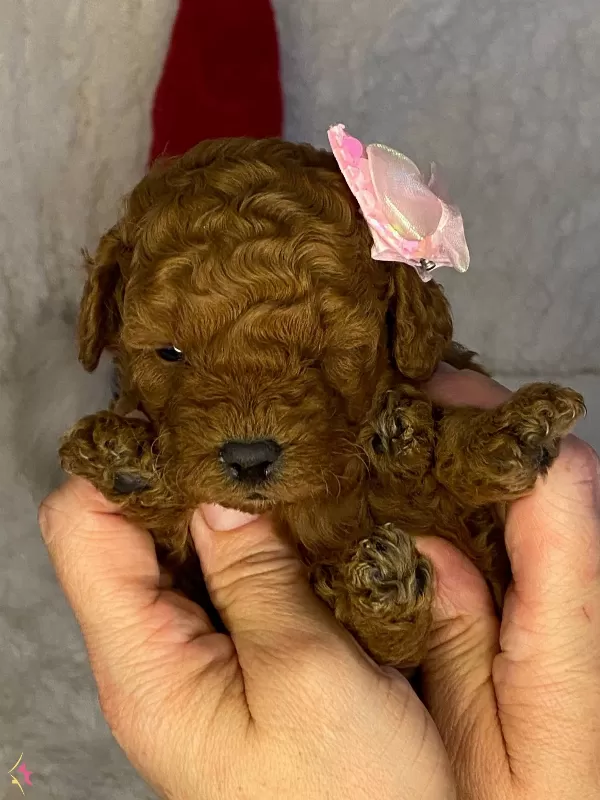 Daire Yasamına Uyumlu Toy Poodle Yavrumuza Ev Arıyoruz