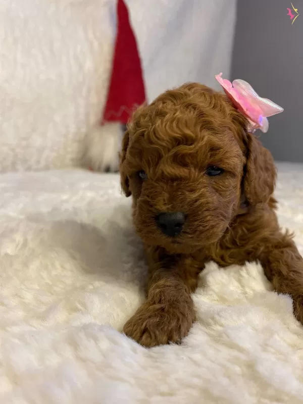 Daire Yasamına Uyumlu Toy Poodle Yavrumuza Ev Arıyoruz