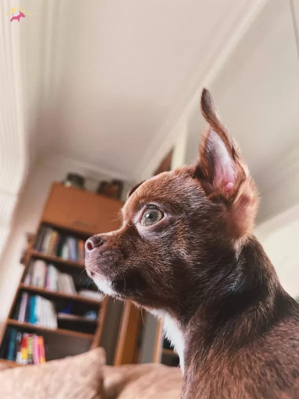 Chihuahua Kahverengi 3 5 Aylık Yavru Kopek