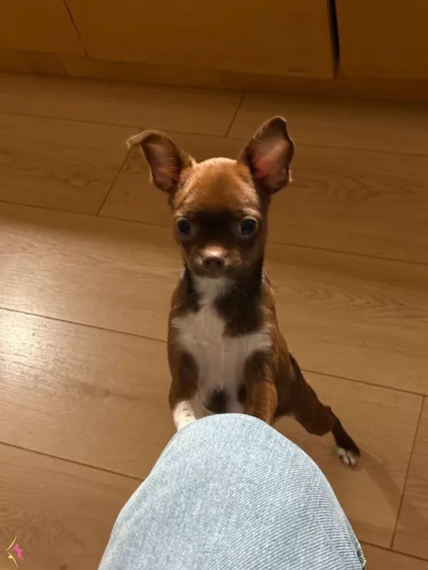 Chihuahua Kahverengi 3 5 Aylık Yavru Kopek