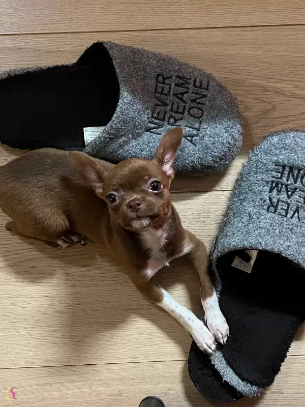 Chihuahua Kahverengi 3 5 Aylık Yavru Kopek