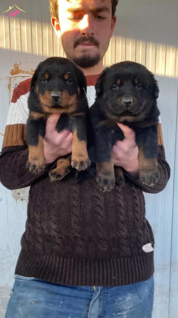 Show Kalite Orjinal Rottweiler Yavruları