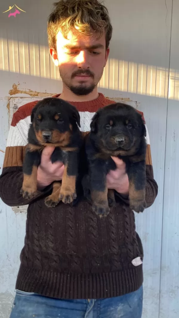Show Kalite Orjinal Rottweiler Yavruları