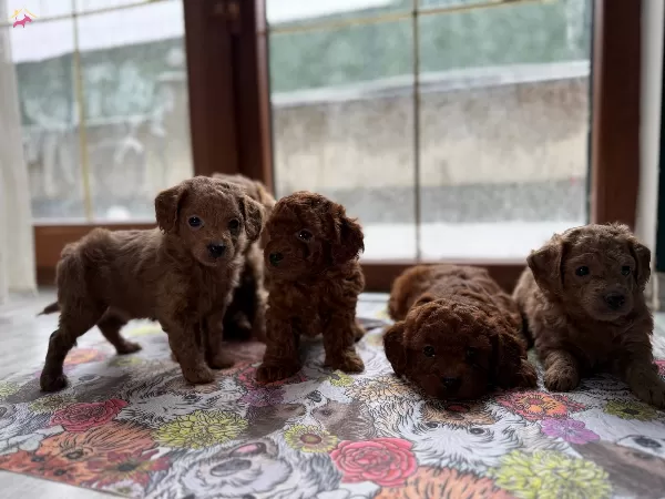 Kusursuz Toy Poodle Yavrularımız Yeni Yuvalarını Arıyorlar