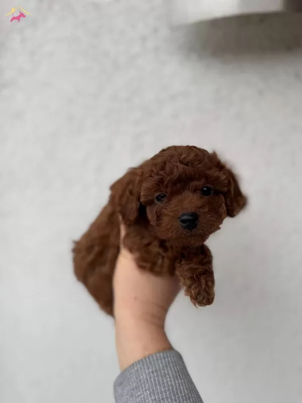 Kusursuz Toy Poodle Yavrularımız Yeni Yuvalarını Arıyorlar