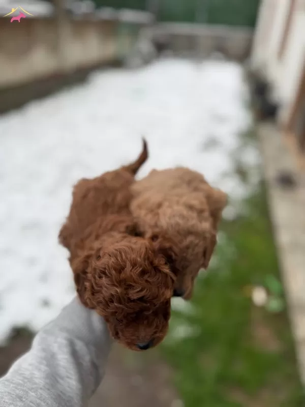 Kusursuz Toy Poodle Yavrularımız Yeni Yuvalarını Arıyorlar