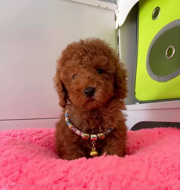 Irk Garantili Wc Eğitimli Mikrocipli Toy Poodle