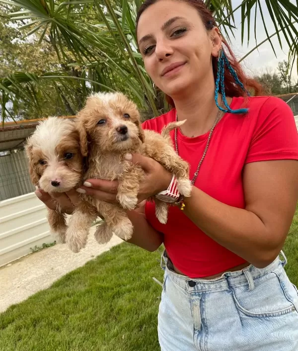 Mukemmel Maltipoo Bebek