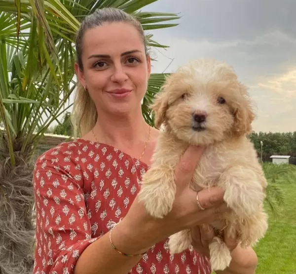 Mukemmel Maltipoo Bebek