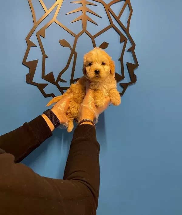 Cok Ozel Maltipoo Bebeklerimiz